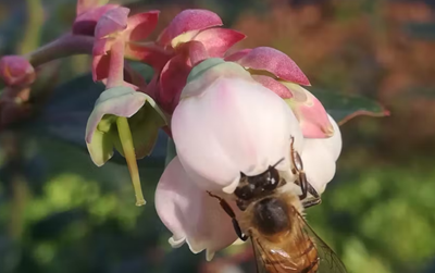 Blueberries aren’t native to SA but local honey bees can help