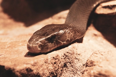 Massive black mamba caught eating a kitten in KZN