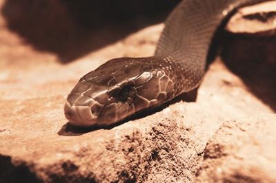 Massive black mamba caught eating a kitten in KZN