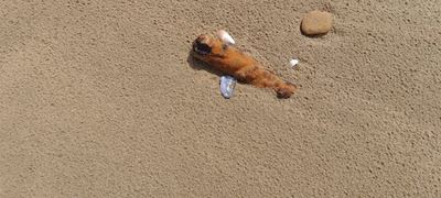 Parts of shipwreck can be seen on Dias Beach again