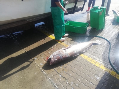 Bielie van 'n kabeljou