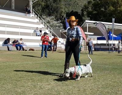 Pooches pull in the crowds