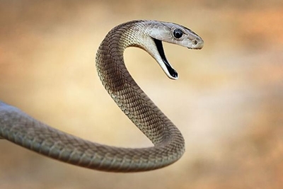 Stay alert, it's snake season