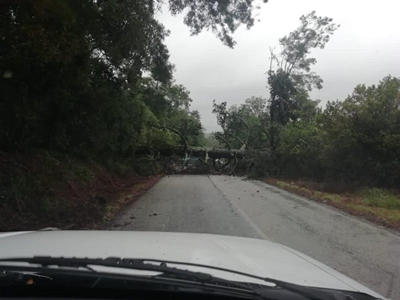  Seven Passes Road blocked by pine