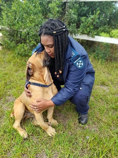 Verwaarloosde boerboele DBV kom tot redding