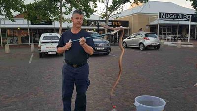 Slange nie bang vir woongebiede