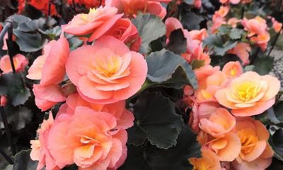 Begonias in bloom - instant gratification