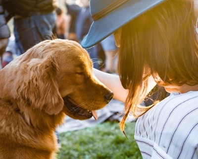 Extreme heat forecasts this weekend: Make sure your pets are safe