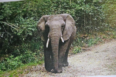 An ellie with no name