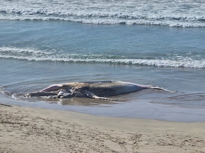 Whale carcass between Dias, Hartenbos to be removed