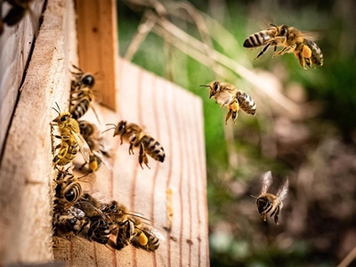 Important information for beekeepers