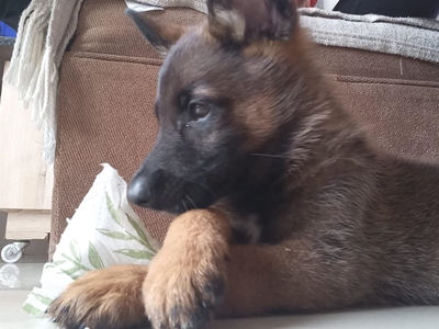 Hond waarsku inwoner oor inbrekers