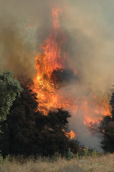 Wildfire: Raubenheimer Dam
