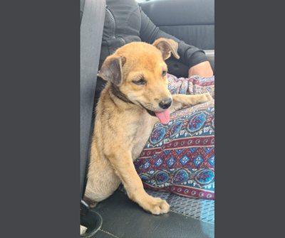 Puppy rescued from illegal dump near Thembalethu