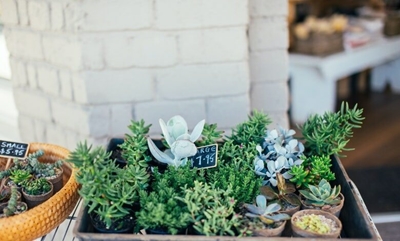 Start and manage a succulent garden