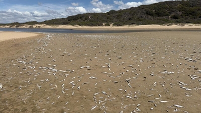 Thousands of Hartenbos River fish dead