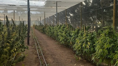 Flying Squad raids Paarl Dagga farm