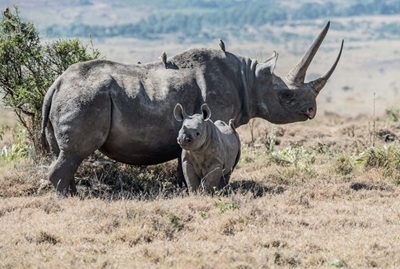 SA sends 10 critically endangered black rhinos to Mozambique