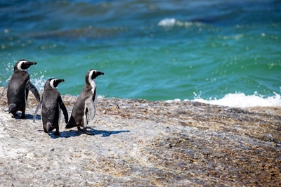 Fundraiser to help save seabirds