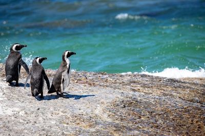 Fundraiser to help save seabirds
