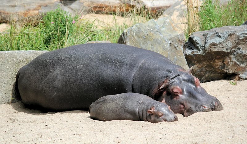 hippopotamus attack