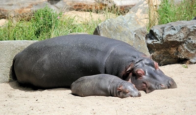 Hippo attacks family in St Lucia, northern KZN