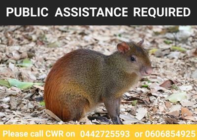Cango is requesting assistance
