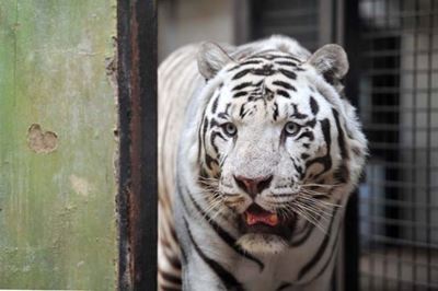 White tiger kills Japan zookeeper in rare attack