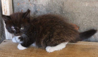 Cats up for adoption