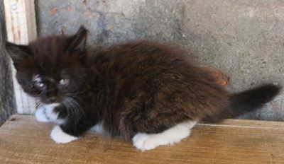 Cats up for adoption