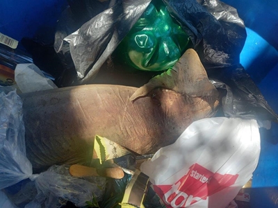 Dumped shark causes stink in Plett