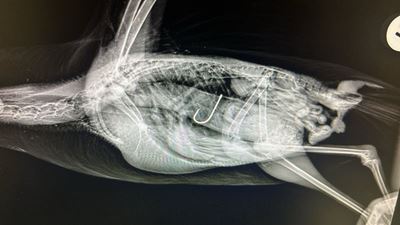 Seagull euthanised after fishhook injury
