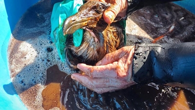 Mossdustria gull covered in oil, dies