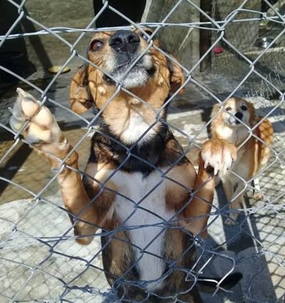 Dogs in need of loving homes