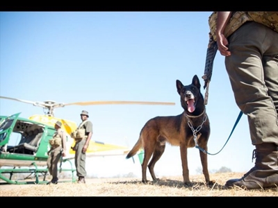 Kruger field rangers arrested for suspected rhino poaching