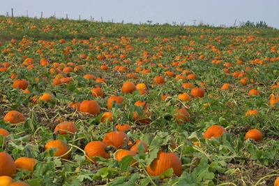 Why pumpkins need space to grow