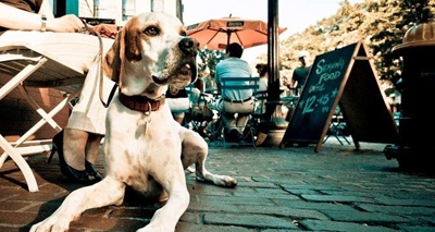 Dogs not allowed in restaurants