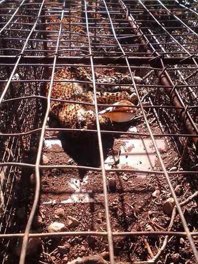 Farmer in court for 2020 leopard death