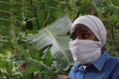 Kruger to nip plant poaching in the bud