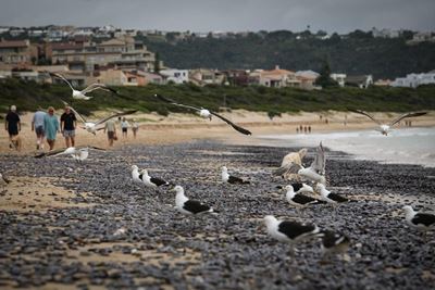 Keep an eye out for stranded animals