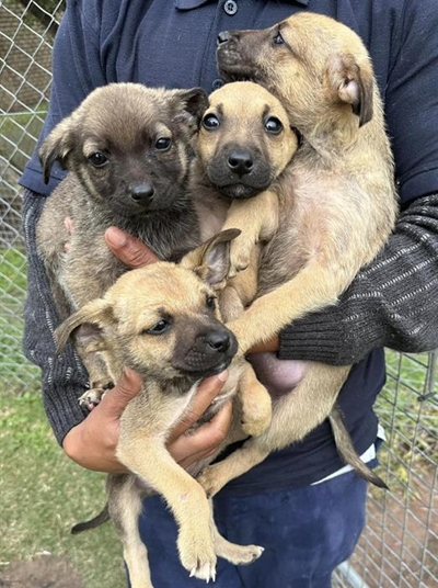 Jail time at SPCA on Mandela Day