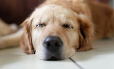 Is your dog sleeping too much?