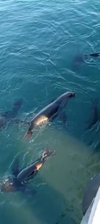 Barking harbour seal captured on video 