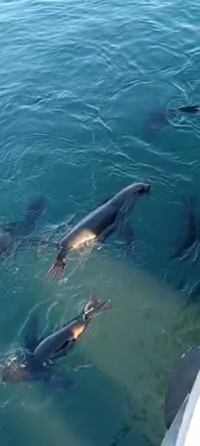Barking harbour seal captured on video 
