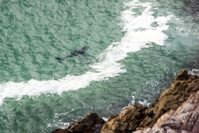 Shark alert for Plett bathers