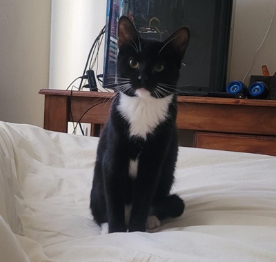 Help bring Izzy home - Lost kitten at Riversdal Engen garage