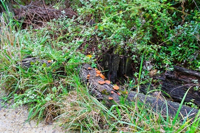 Wilde winterpaadjies in die bos