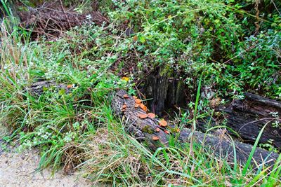 Wilde winterpaadjies in die bos