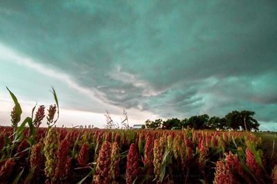 Optimism about state-subsidised crop insurance scheme
