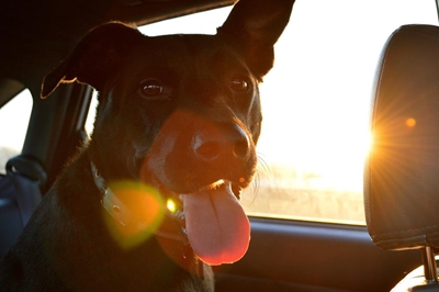 Take a road trip with your dog